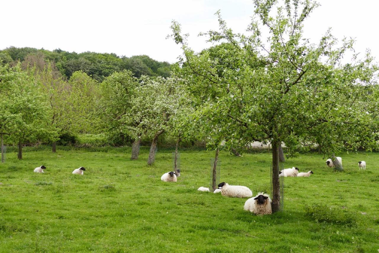 Ferienwohnung An Der Obstwiese Borgholzhausen Εξωτερικό φωτογραφία